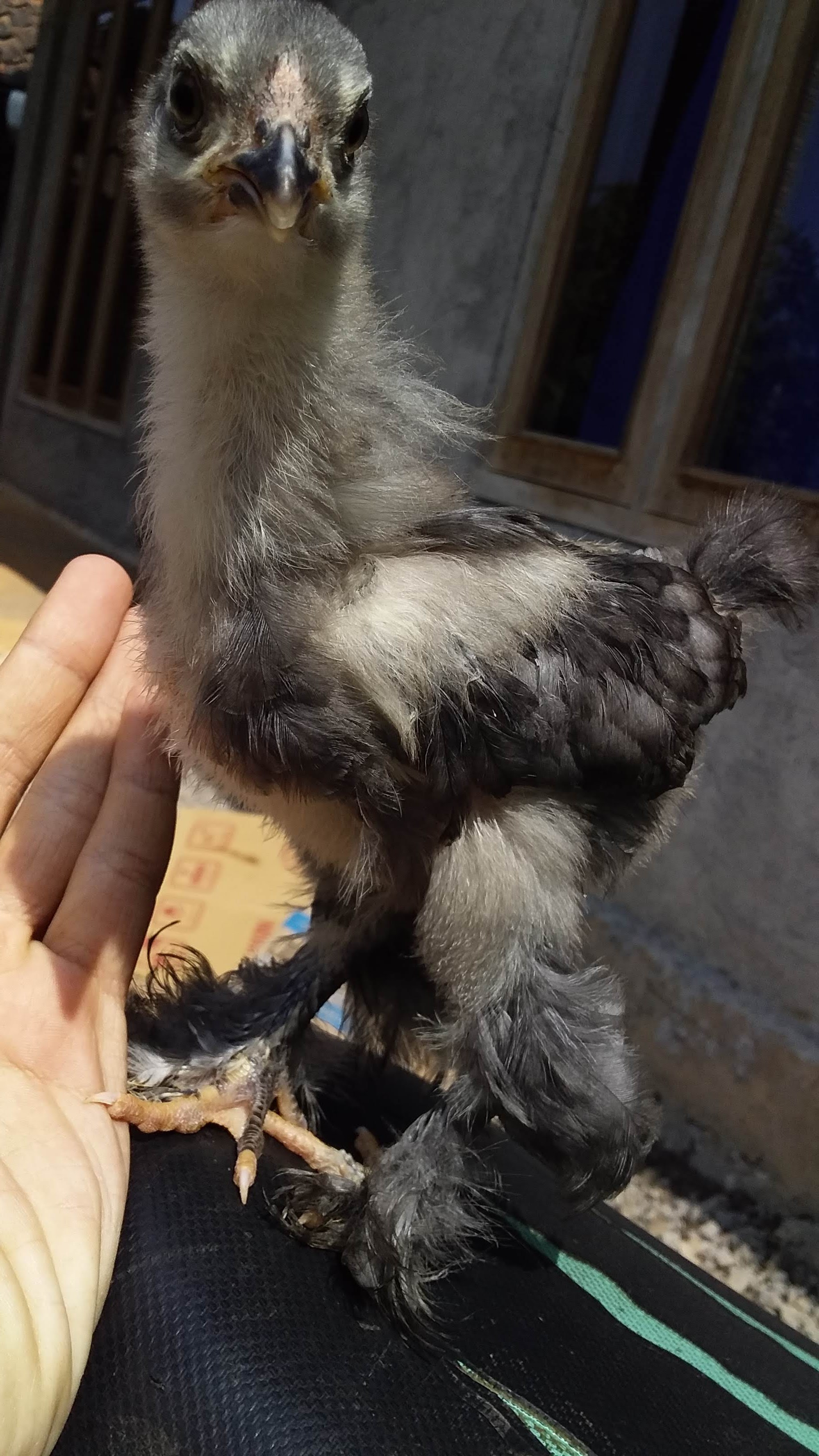 Ayam Brahma