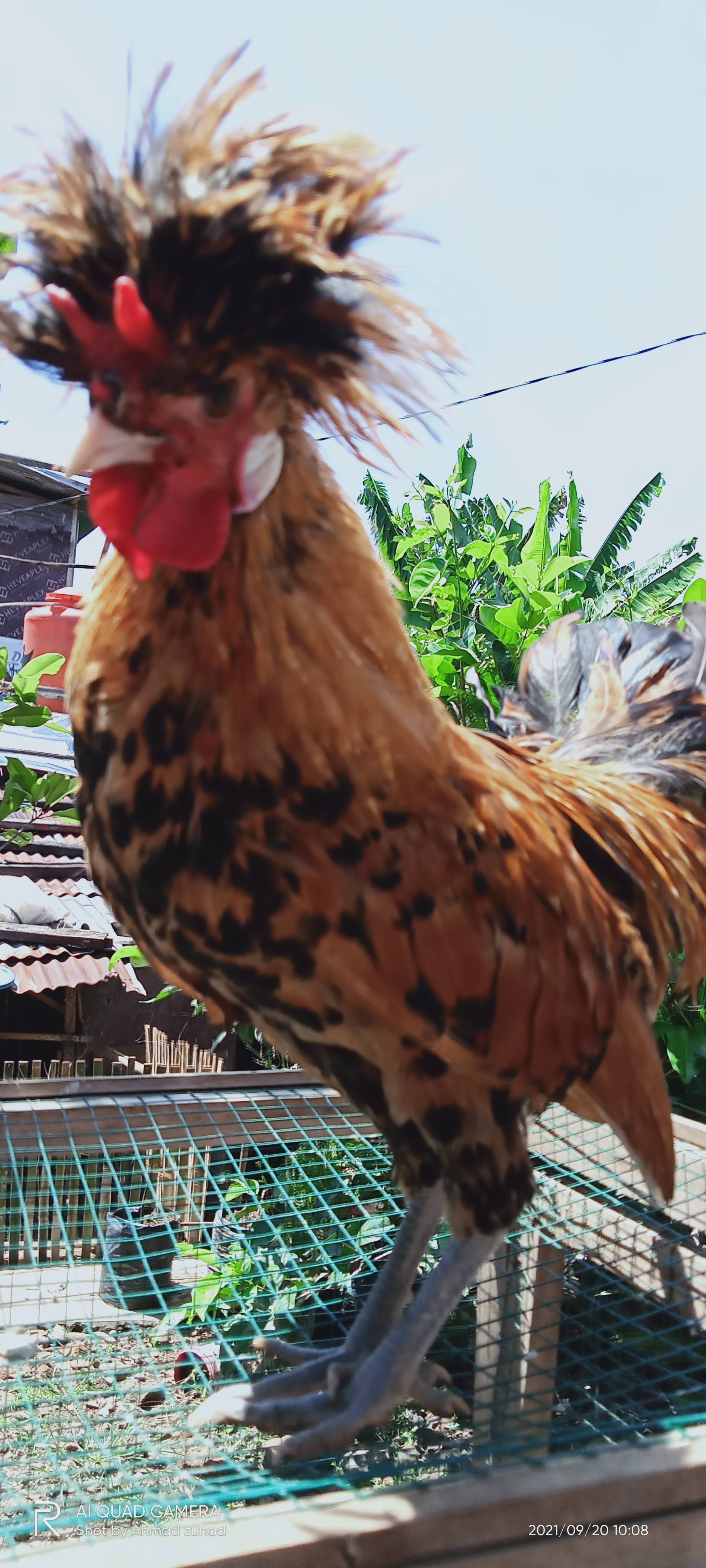 Ayam Polish