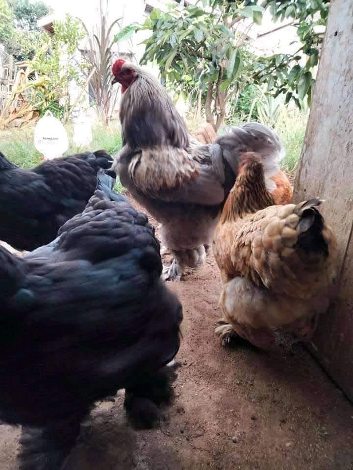 Ayam Hias Peternakan