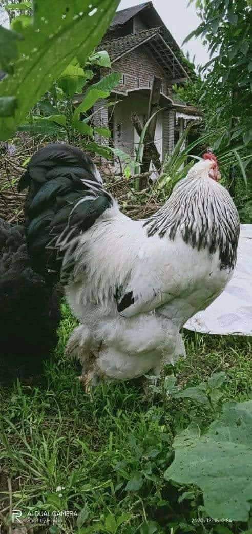 Anakan Ayam Hias